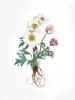 "Ranunculus Glaciali" by Clarissa P. Valaeys on art24