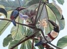 "Aracari toucans on a cecropia tree" by Clarissa P. Valaeys on art24