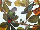 "2 maitaca-verde parrots  on a terminalia catappa tree" by Clarissa P. Valaeys on art24