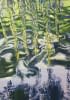 "Willow Tree over the Water" von Judit Flamich auf art24