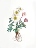 "Ranunculus Glaciali" de Clarissa P. Valaeys sur art24