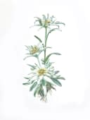 "Edelweiss" von Clarissa P. Valaeys auf art24