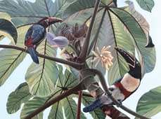 "Aracari toucans on a cecropia tree" von Clarissa P. Valaeys auf art24