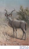 "09. Kudu Antilope" by Hans Jakob on art24