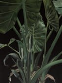 "Elephant ear" von Clarissa P. Valaeys auf art24