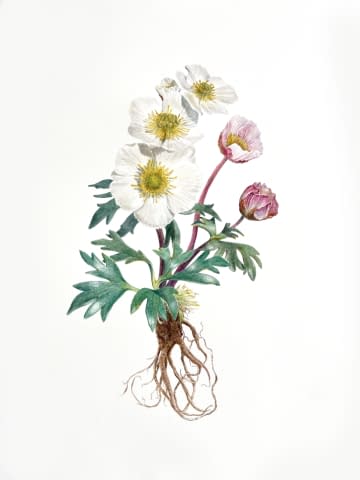 Image 1 of the artwork "Ranunculus Glaciali" by Clarissa P. Valaeys on art24