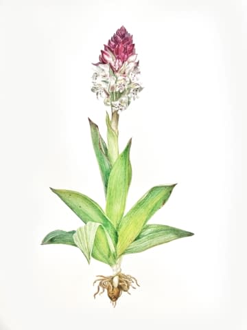 Image 1 of the artwork "Orchis ustulata" by Clarissa P. Valaeys on art24