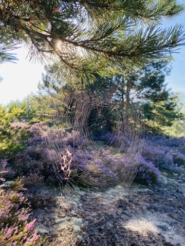 Image 1 of the artwork "Spinnengewebe in der Sonne am Blühenden Lavendel" by Sere on art24