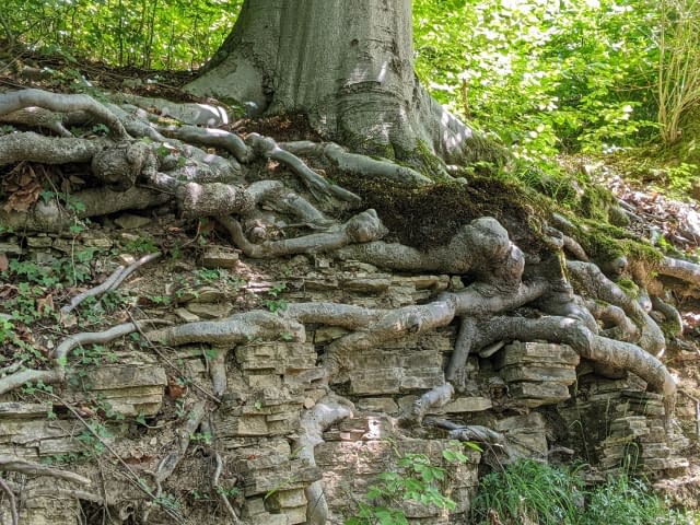 Bild 1 des Kunstwerks "Die Natur..." von HamingjaDesWaldes auf art24