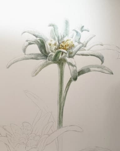 Image 3 of the artwork "Edelweiss" by Clarissa P. Valaeys on art24