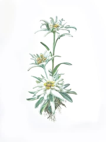Image 1 of the artwork "Edelweiss" by Clarissa P. Valaeys on art24