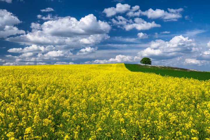 Bild 1 des Kunstwerks "FRÜHLINGSESSENZ" von Martin Mägli auf art24