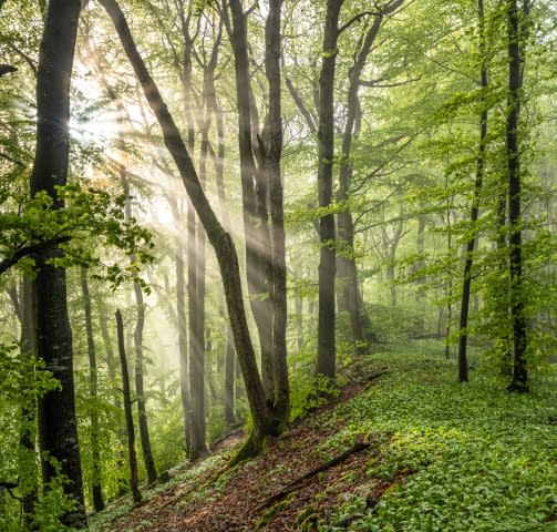 Bild 1 des Kunstwerks "FRESH GREEN" von Martin Mägli auf art24