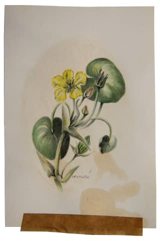 Image 1 of the artwork "Blumen" by Jarmila Chytilová Svojanovská on art24