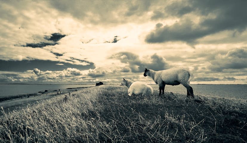 Image 1 of the artwork "Sheepocalypse now" by e-c-k-art on art24