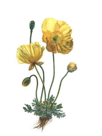 Image 1 of the artwork "Papaver Alpinum" by Clarissa P. Valaeys on art24