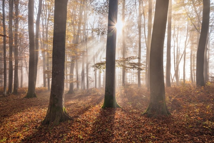 Bild 1 des Kunstwerks "WALDTRAUM" von Martin Mägli auf art24