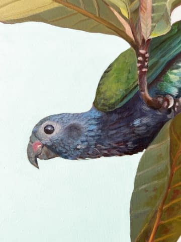 Image 2 of the artwork "2 maitaca-verde parrots  on a terminalia catappa tree" by Clarissa P. Valaeys on art24