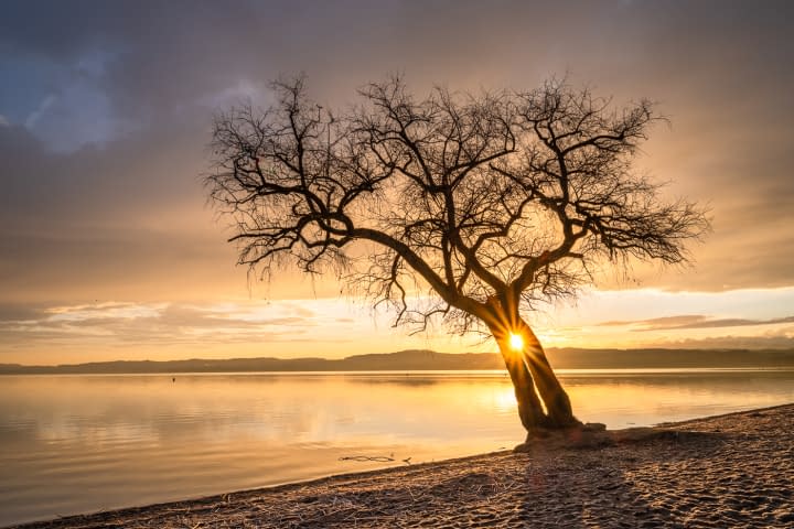 Bild 1 des Kunstwerks "LONE TREE" von Martin Mägli auf art24