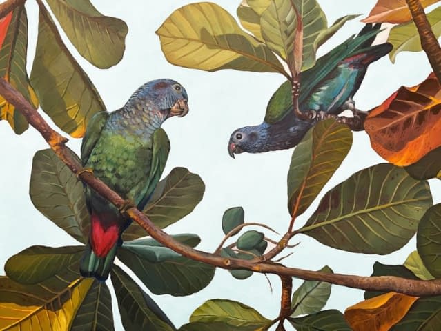 Image 1 of the artwork "2 maitaca-verde parrots  on a terminalia catappa tree" by Clarissa P. Valaeys on art24