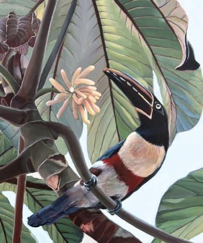 Image 3 de l'œuvre "Aracari toucans on a cecropia tree" par Clarissa P. Valaeys sur art24