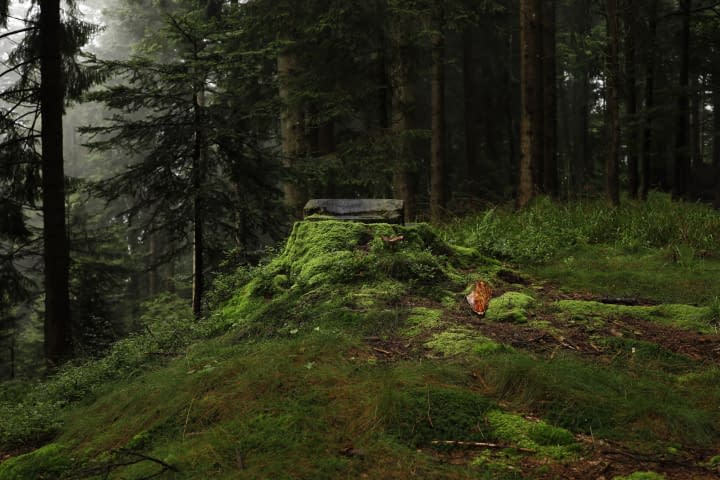 Bild 1 des Kunstwerks "Waldstimmung" von Edi Angelellis Fotos auf art24