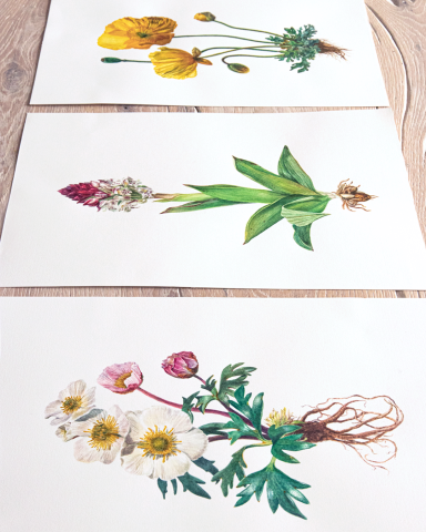 Image 2 of the artwork "Ranunculus Glaciali" by Clarissa P. Valaeys on art24